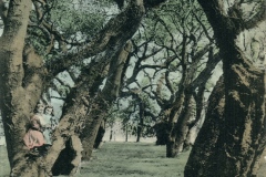 Oak_trees_Alameda_California_938
