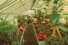 International Kitchen, Niles, California.  A greenhouse interior filled with various plants. Potted flowers and greenery line parallel tables, with notably red and white blooms. Overhead, a transparent roof allows sunlight to filter in, illuminating the vibrant foliage.