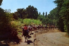 A group of people ride horses in a single file along a dirt trail surrounded by trees and greenery under a clear blue sky at Frontier Village in San Jose, California.
