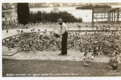 A man is feeding a large flock of birds at a bird refuge in Lake Merritt, Oakland, California. He stands on a concrete area near a body of water, surrounded by numerous birds, with trees and a structure visible in the background.