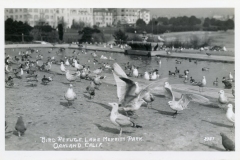 A black and white photo of numerous seagulls gathered around a large pond at Bird Refuge, Lake Merritt Park, Oakland, California. Buildings and trees are visible in the background.