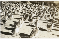 A large flock of ducks and geese gathered in an outdoor sanctuary. The image is in black and white, with a variety of birds spread across the ground. Handwritten text at the bottom reads Bird Refuge at Lake Merritt, Oakland, Calif.