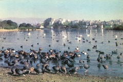 A large flock of birds, including ducks and coots, gathers at the edge of a serene lake. In the distance, more birds swim across the water. Trees and buildings are visible on the far side, under a clear blue sky.