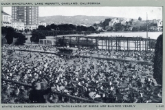 A vintage photo of a crowded duck sanctuary at Lake Merritt, Oakland, California. Numerous ducks fill the foreground, with buildings and hills visible in the background. A sign indicates its a state game reservation for bird banding.