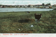Oakland_Cal_Scene_on_Lake_Merritt_4216