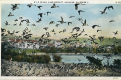 Vintage postcard depicting a large flock of wild ducks flying over Lake Merritt in Oakland, California. The scene includes water, grassy areas, and buildings in the background under a partly cloudy sky.
