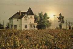 Victorian House at 4th and K Street, Livermore, California old postcard. A vintage house with a pointed roof stands in front of a sprawling vineyard. The sun is setting behind the house, casting a warm glow over the scene. Tall trees and power lines are visible in the background.