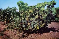 Wente Vineyards, Livermore Valley, California. Stretching for 800 acres over the gravelly soil of California's famous Livermore Valley. A lush grapevine with clusters of ripe grapes grows in a vineyard.