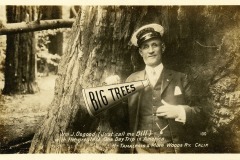 A man wearing a uniform and hat labeled Mt. Tamalpais & Muir Woods Ry. Calif stands in front of a large tree, holding a megaphone that says BIG TREES. He smiles and gestures with his hand, with text describing him as Wm. J. Osgood.