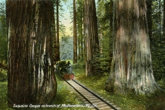 A  train moves along a narrow track through a forest of towering sequoia trees. The scene is lush and green, with sunlight filtering through the leaves. The ground is covered in vegetation. Text at the bottom reads, Sequoia Canyon on branch of Mt. Tamalpais Rwy, Cal.