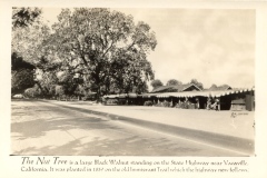 Black and white photo of a large tree and buildings along a highway near Vacaville, California. Text reads: The Nut Tree is a large Black Walnut standing on the State Highway near Vacaville, California. It was planted in 1859 on the old Immigrant Trail which the highway now follows.