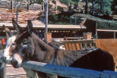 A3-Ponderosa-Ranch-Petting-Zoo-Ponderosa-Ranch-View-Master-3-D-Tour