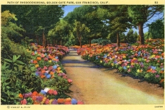 A vintage postcard shows a scenic path lined with vibrant rhododendrons in Golden Gate Park, San Francisco. Tall trees provide a lush backdrop, and colorful flowers border both sides of the sandy pathway under a clear blue sky.
