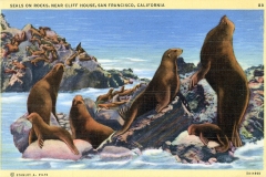 Illustration of numerous seals on rocky formations by the sea, near Cliff House in San Francisco, California. The seals are lounging and interacting, with waves gently crashing in the background.
