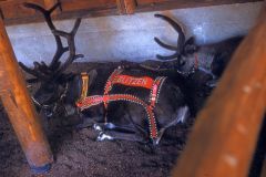 A reindeer wearing a decorative harness labeled BLITZEN lies under a wooden shelter next to another reindeer at Santas Village, Skyforest, just as it appeared in 1958.