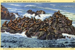 A vintage postcard illustration depicting a large group of seals resting on rocky outcrops surrounded by waves. The scene is set near Cliff House, San Francisco, with a cloudy sky in the background.
