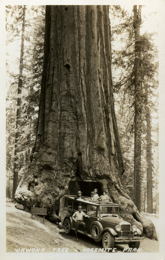 Wawona Drive Through Tree, Yosemite, California, old postcards, photos ...