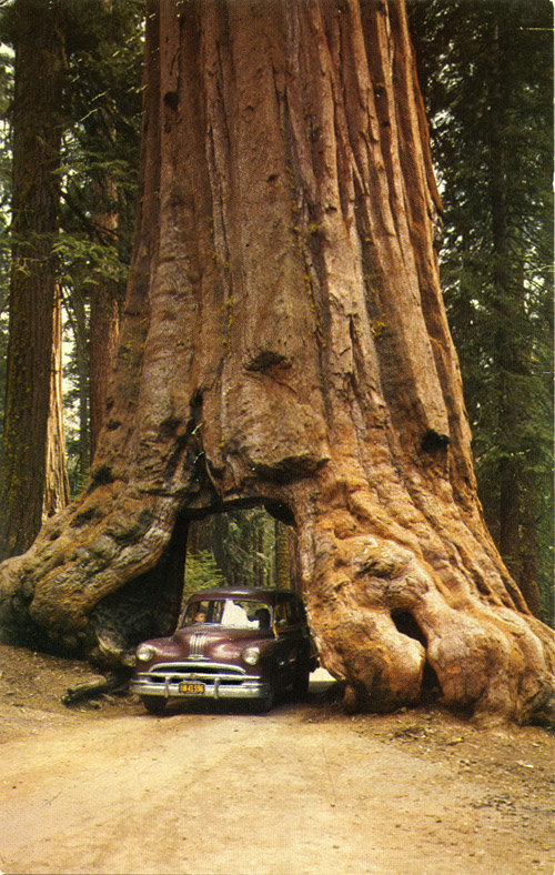 Wawona Drive Through Tree, Yosemite, California, old postcards, photos ...